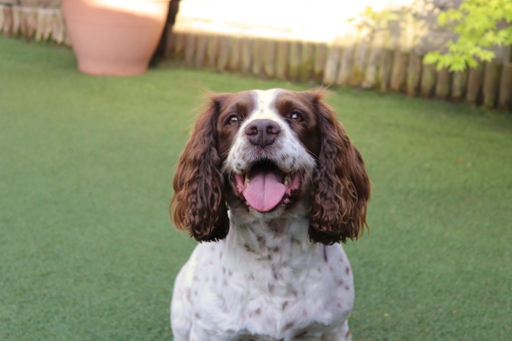 Photo Cocker Spaniel